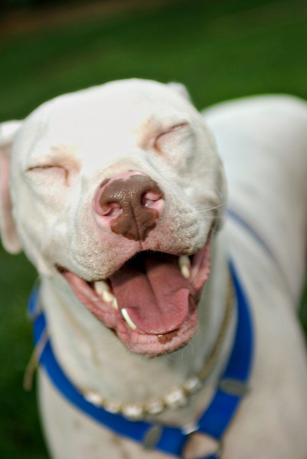 charlotte-pet-photographer-dog-laughing.jpg Laughing dog pet portrait