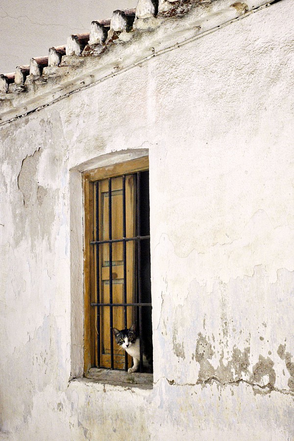 pet-photographer-cat-in-window.jpg Cat in window