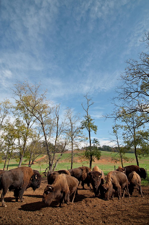 charlotte-wildlife-photographer-carolina-bison.jpg Charlotte wildlife photographer carolina bison