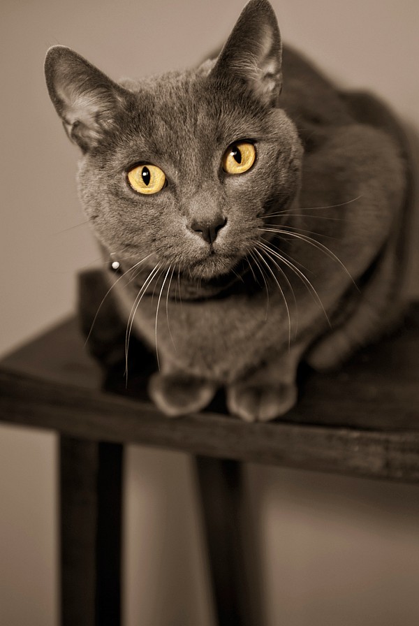 charlotte-pet-photographer-cat-on-stool.jpg Cat on stool pet portrait