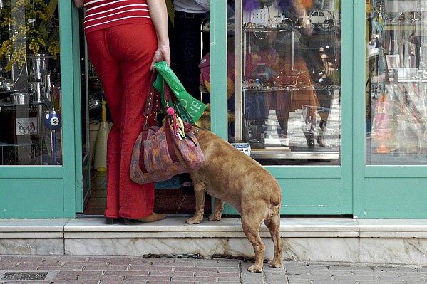 pet-photographer-charlotte-dog-doorway.jpg Dog in a doorway