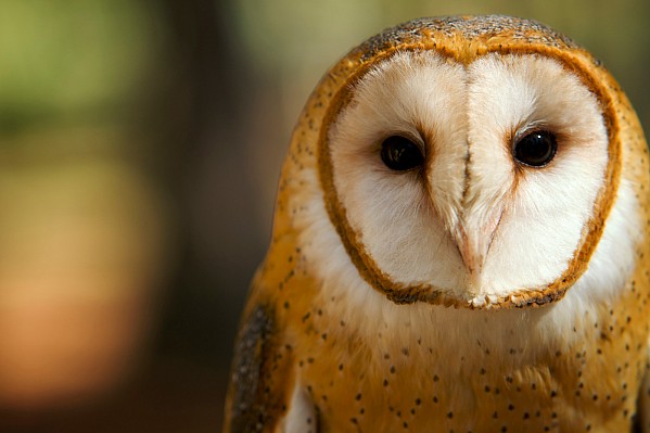 charlotte-wildlife-photographer-barn-owl.jpg Barn owl at Carolina Raptor Center
