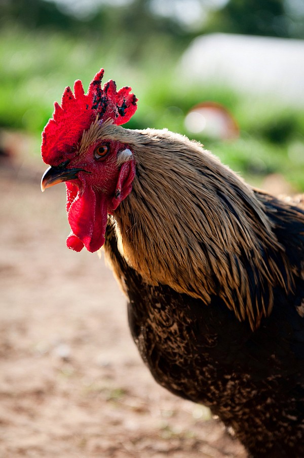 chicken-farm-photographer-edible-charlotte-magazine.jpg Chicken on farm for Edible Charlotte