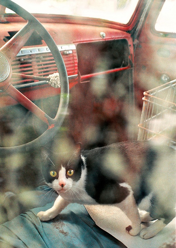 charlotte-pet-photographer-cat-truck-window.jpg Portrait of cat in truck window