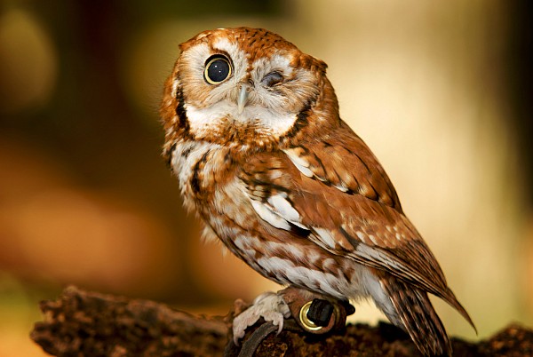 screech-owl-carolina-raptor-center.jpg Schreech owl at Carolina raptor center