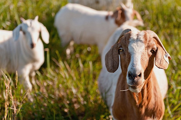 goats-edible-charlotte-magazine.jpg Goats for Edible Charlotte Magazine