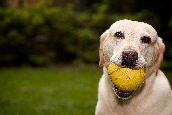 charlotte-pet-photographer-dog-with-ball.jpg Dog with ball