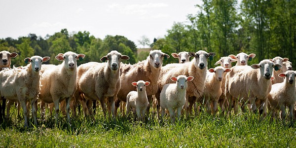 sheep-local-farm-edible-charlotte-magazine.jpg Sheep on farm for edible charlotte magazine