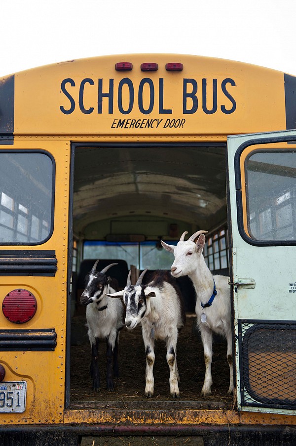 prodigal-farms-photographer-edible-charlotte-goats.jpg Goats in school bus at Prodigal farms