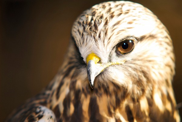 hawk-carolina-raptor-center.jpg Hawk at Carolina Raptor Center