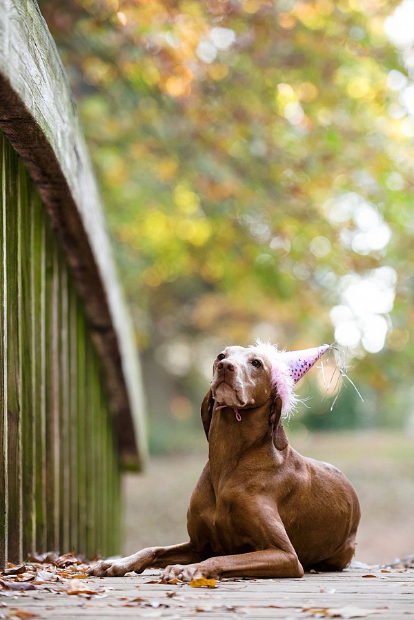 charlotte-pet-photographer-dog-birthday.jpg Doggy birthday portrait