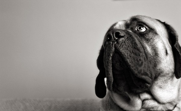 pet-photographer-charlotte-dog.jpg portrait of dog