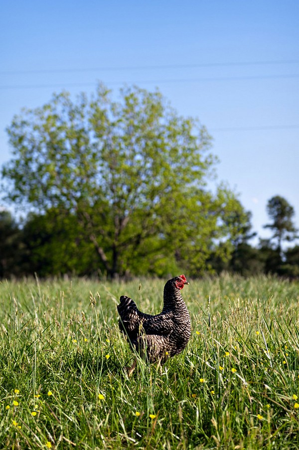 chicken-in-field-edible-charlotte-magazine.jpg Chicken in field for Edible Charlotte