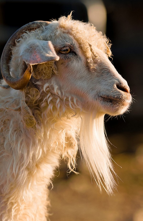 why-not-an-american-ark-goat.jpg Goat at Why Not an American Ark